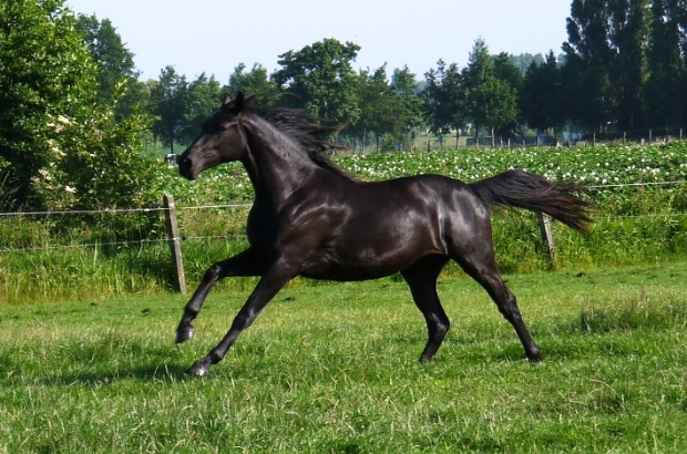 Lili vd Kwaplas
